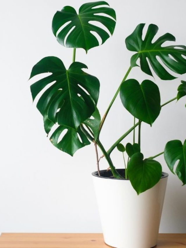 Best Potting Soil For Monstera Deliciosa – A Guide