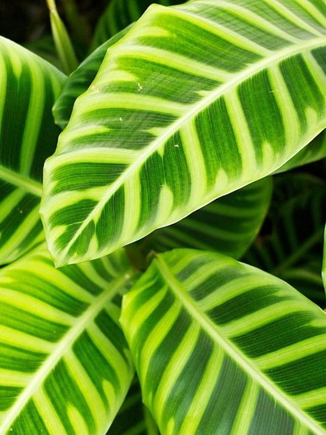 Discover The Best Potting Soil For Your Calathea