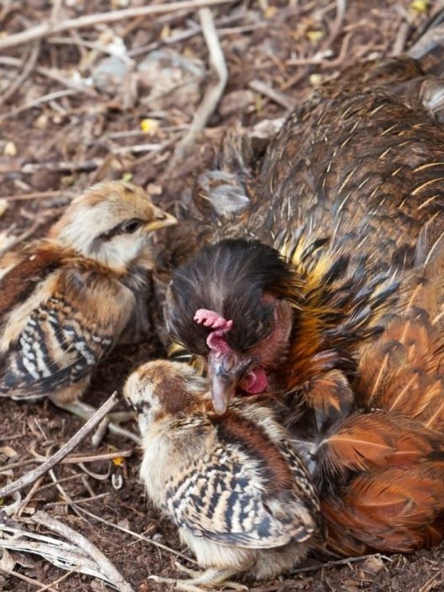 Best Soil For Hens And Chicks - A Guide To The Perfect Environment For Your Chickens