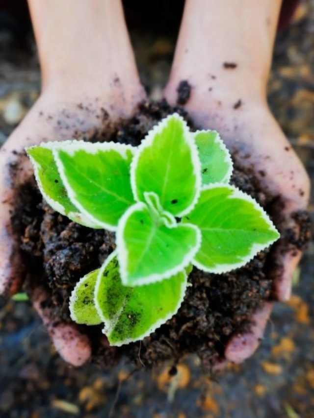 Best Soil For Indoor Ferns – A Guide To Nurturing