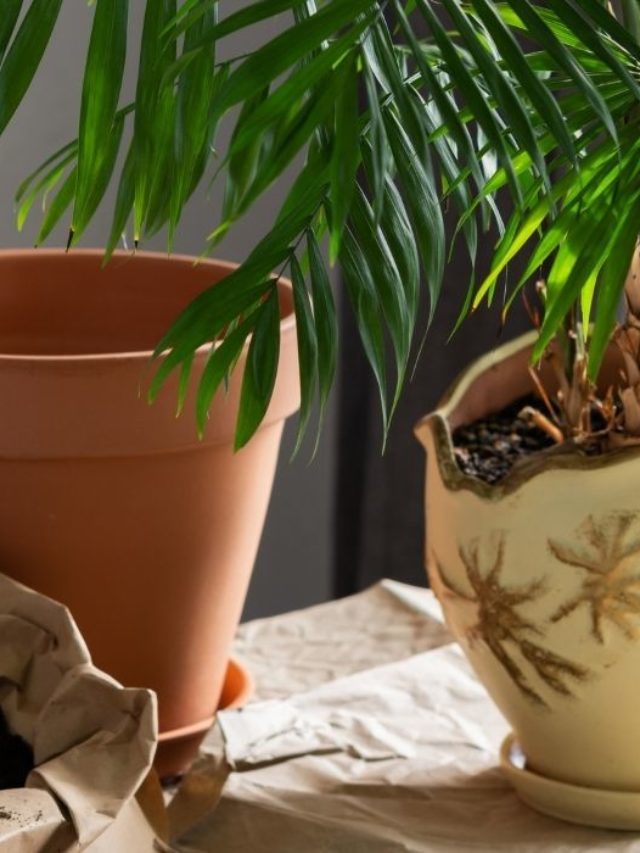 Best Soil For Indoor Palms – A Gardeners Guide