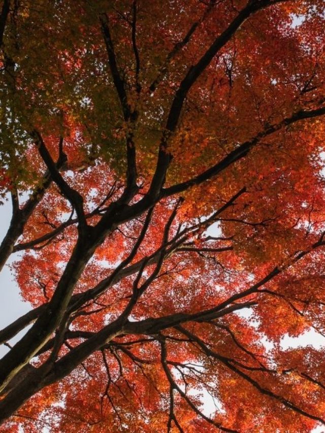 Best Soil Mix for Japanese Maple – A Guide to Nutrient-Rich Trees