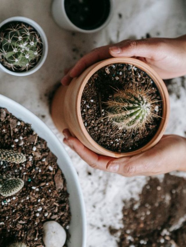 Best Soil for Cactus In Pots – A Growers Guide to Hardy Potted Plants