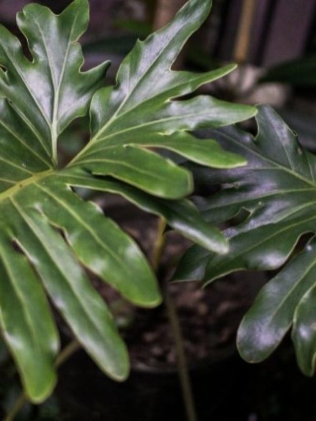 Best Soil for Philodendron Brasil – A Gardeners Guide