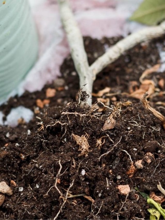 The Best Potting Soil For Plumeria: The Ultimate Guide for Beginners