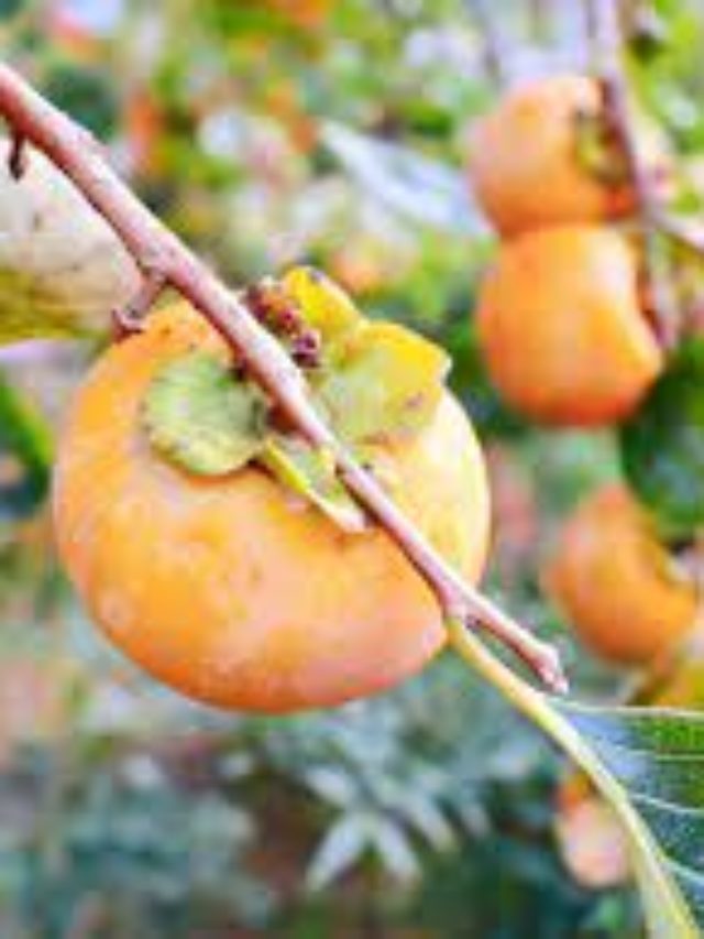 Best Soil for Persimmon Trees – A Gardeners Guide to Growing