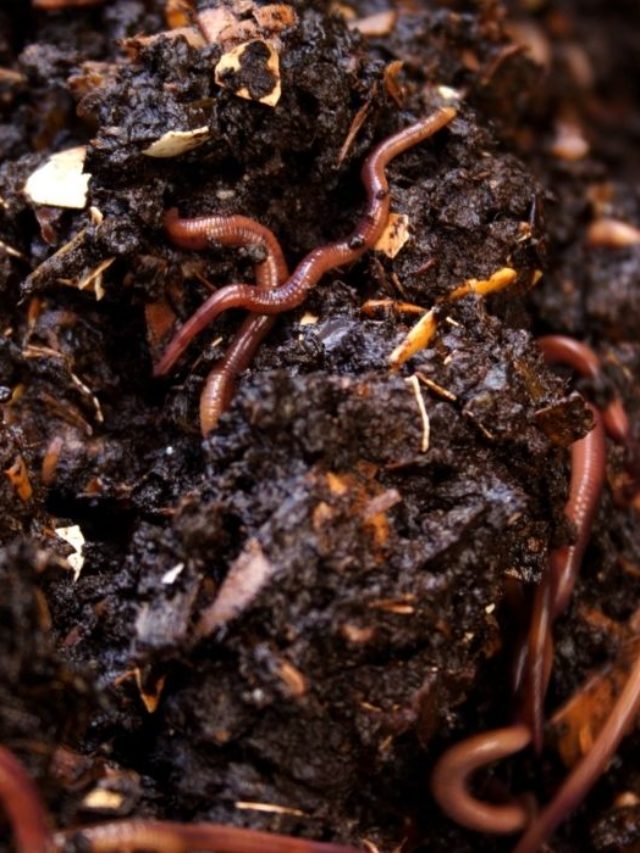 4 Best Living Soil For Weeds