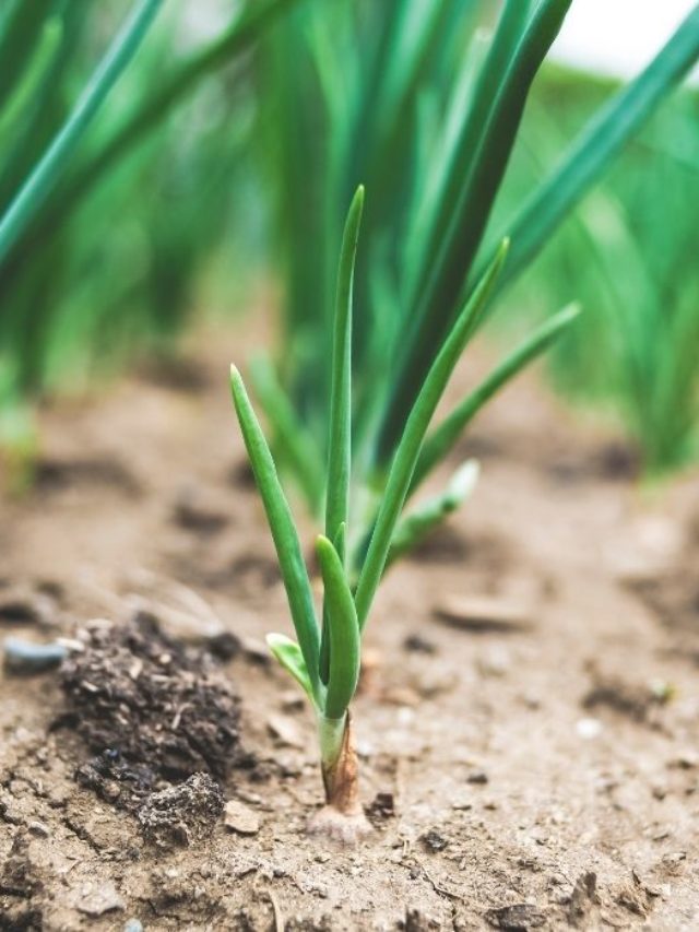 Best Crops For Clay Soil