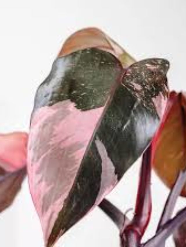 Best Soil For Pink Princess Philodendron – A Gardeners Guide