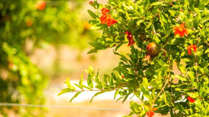  Can pomegranate trees grow in pots?
