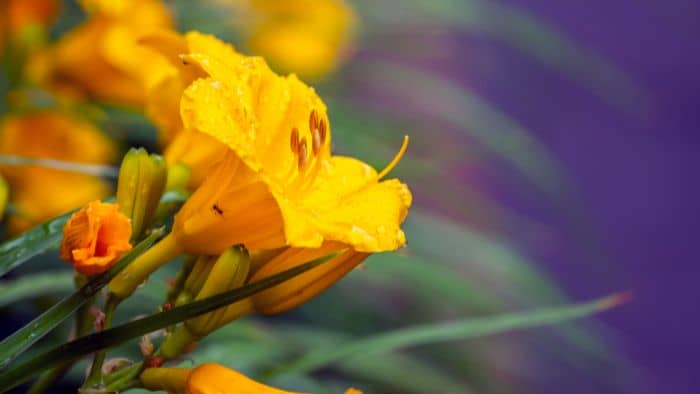  Do daylilies need acidic soil?