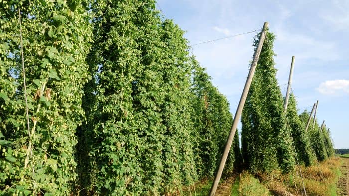  Do hops like manure?