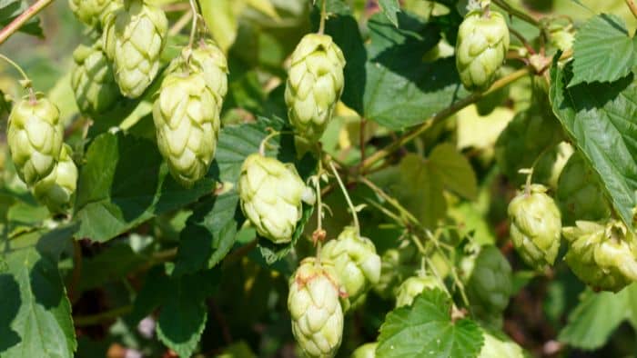  Do hops like wet soil?