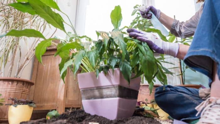  Do peace lilies like to be misted?