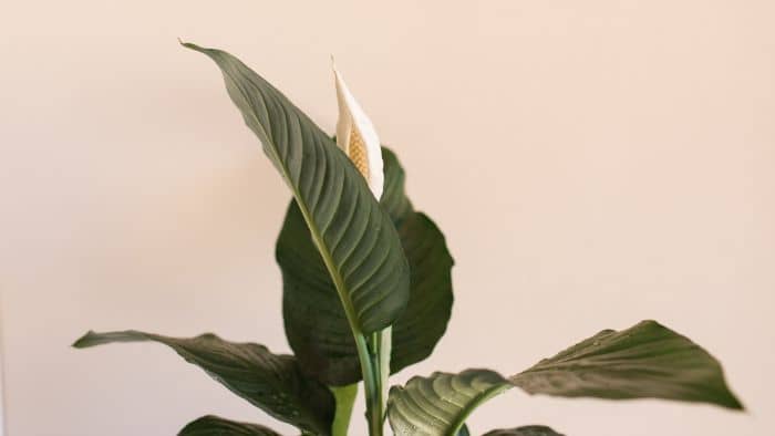  Do peace lilies need big pots?