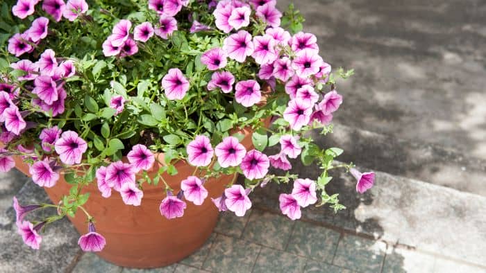  Do petunias like peat?