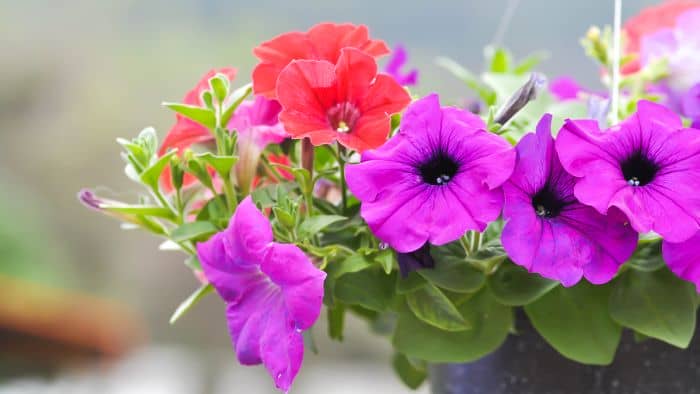  Do petunias need deep pots?