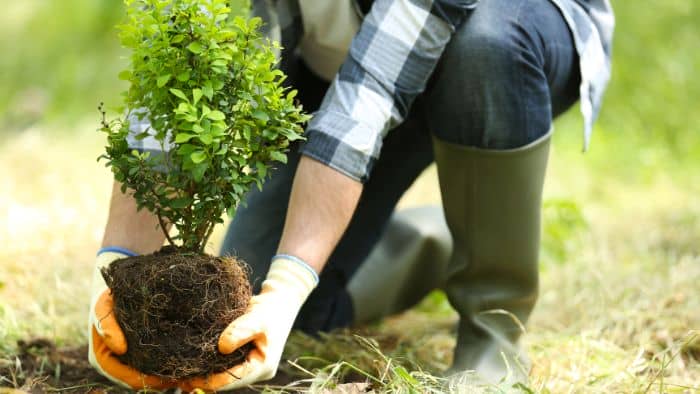  Do pomegranate trees need a lot of water?