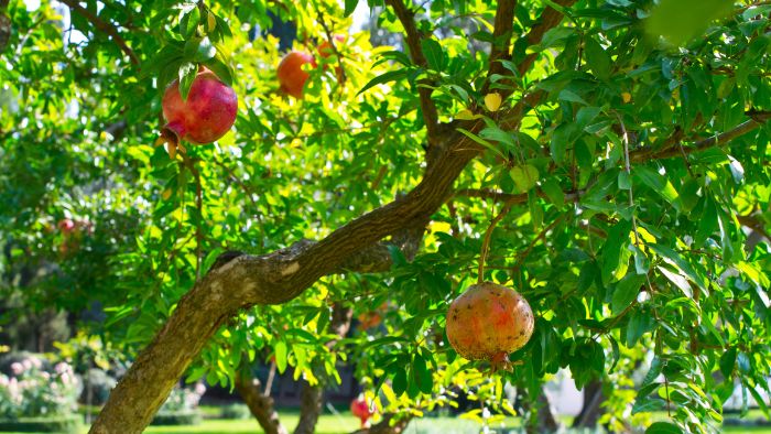 Do pomegranates like acid soil?