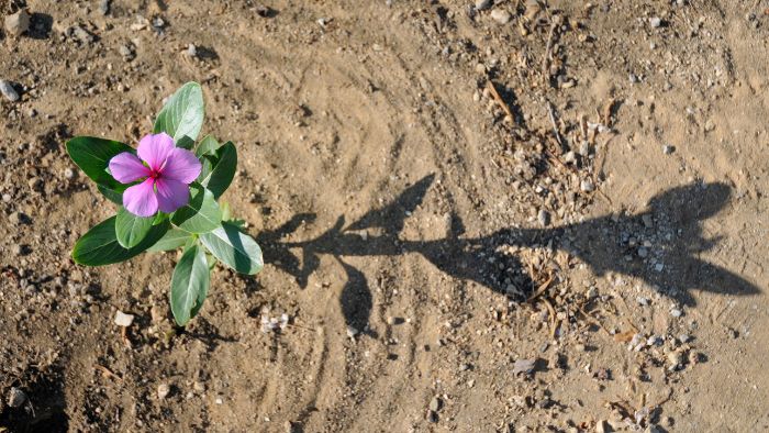 Do wildflowers need fertile soil?