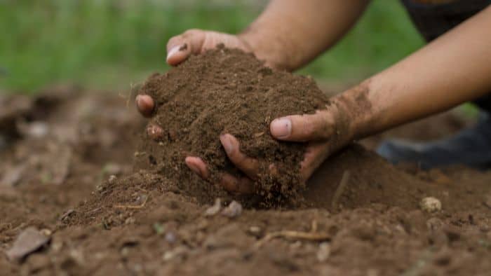  Do wildflowers need topsoil?