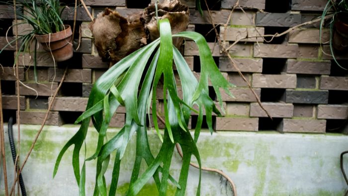  Does a staghorn fern need soil?