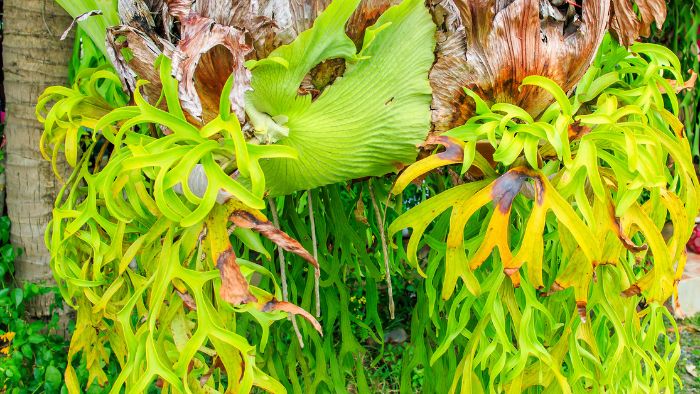  How do I repot my staghorn fern?