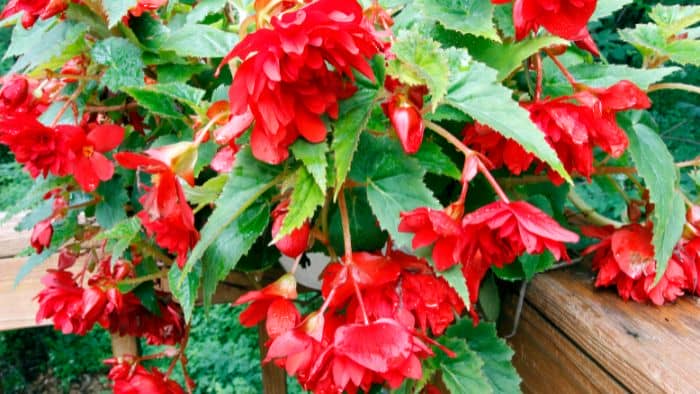  How do you mix begonia soil?