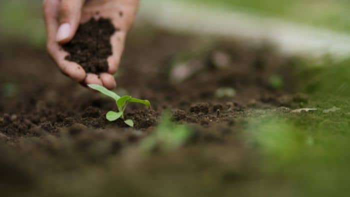  How do you prepare the soil for wildflower seeds?