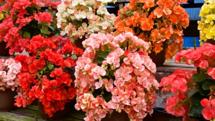  Is African violet soil good for begonias?