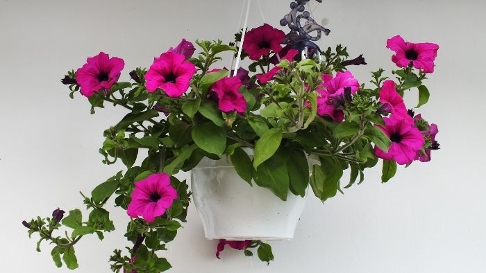  Is Miracle-Gro good for petunias?
