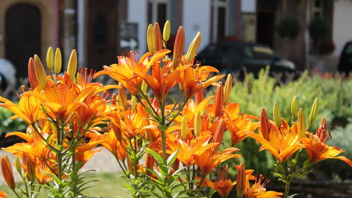  Is Miracle Grow good for daylilies?