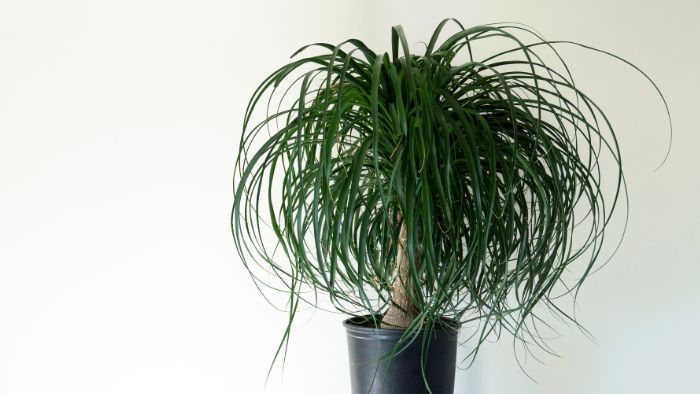 Ponytail Palm Plant Care Tips