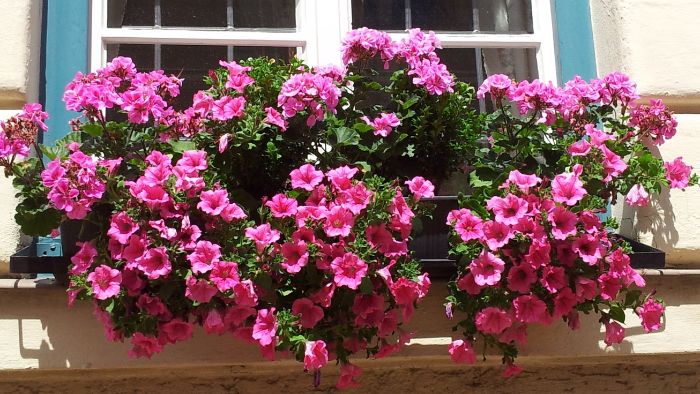 Should petunias be watered every day?