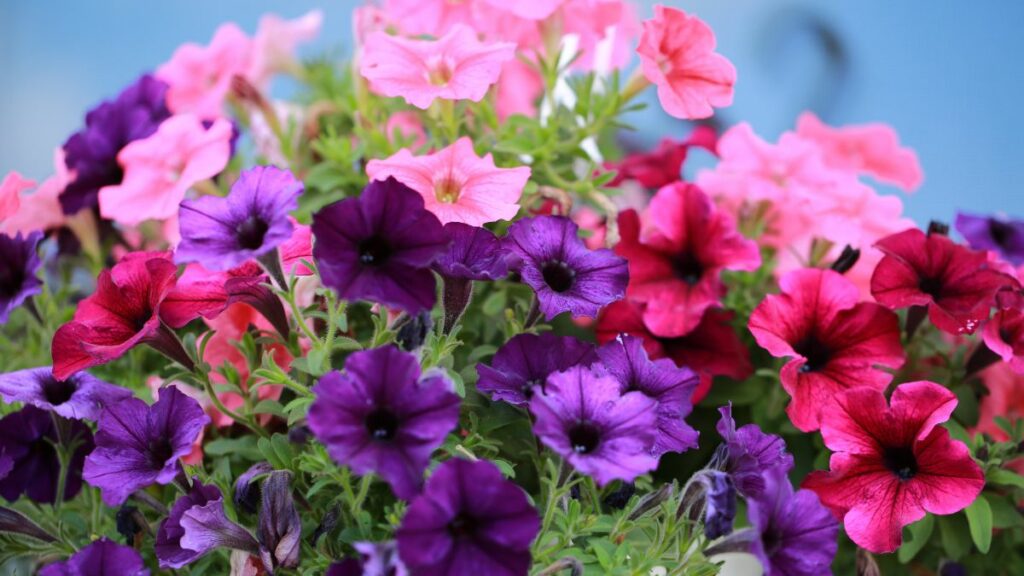 the-best-potting-soil-for-petunias-a-rainbow-guide-to-growing-popular