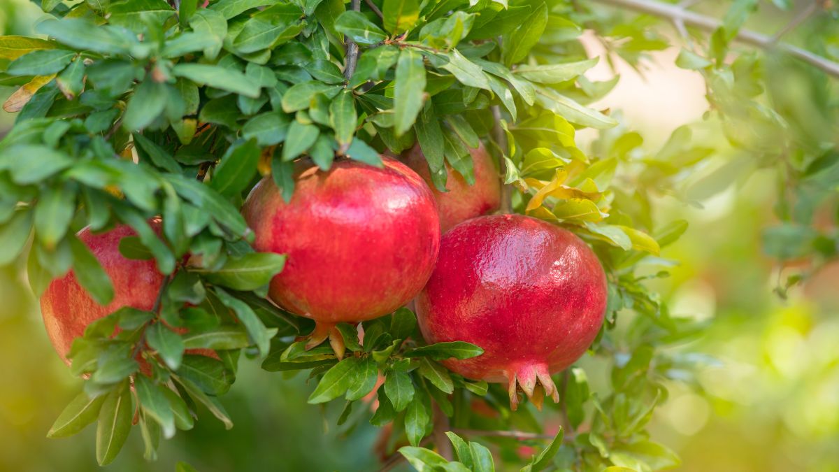 The Best Soil For A Pomegranate Tree