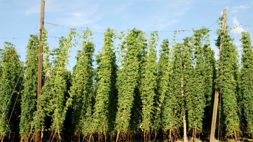 The Best Soil For Growing Hops – A Guide To Abundant Harvests For Hop ...