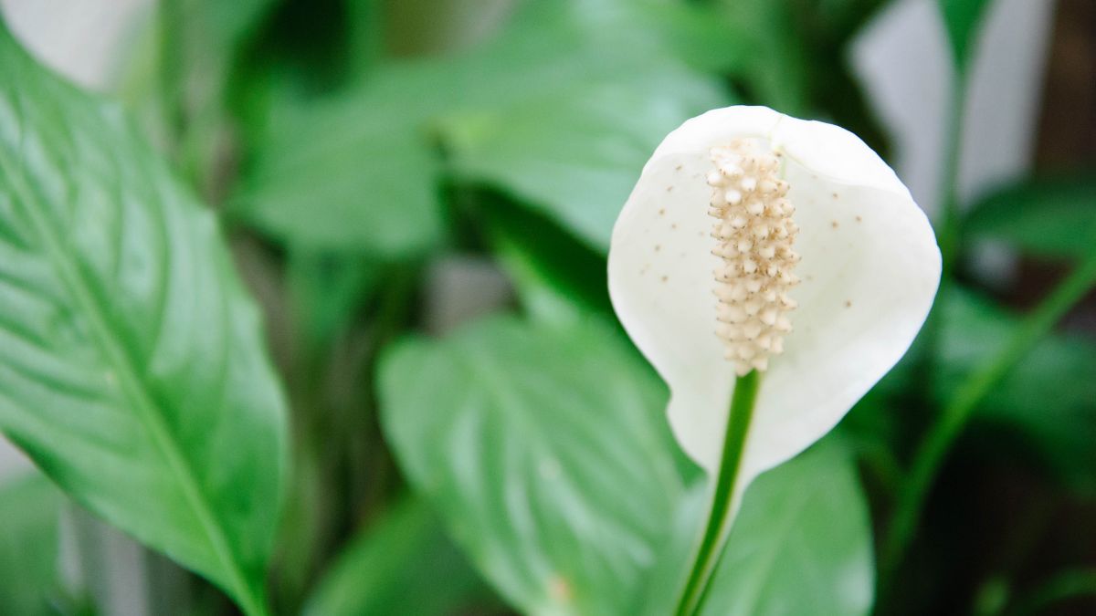 The Best Soil Mix For Peace Lily