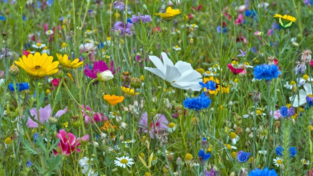 The Best Soil For Wildflowers - A Gardeners Guide To Breath-Taking ...