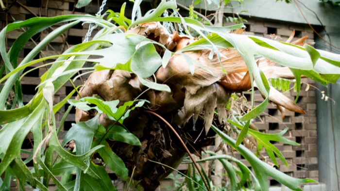  What is the best fertilizer for staghorn ferns?