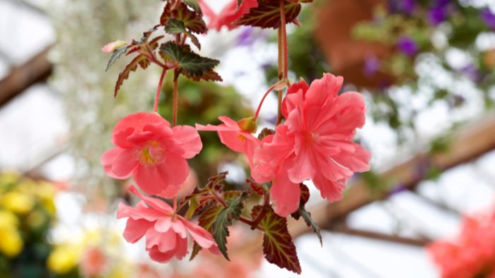  What kind of pots do begonias like?
