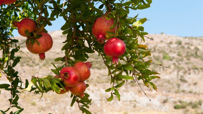  Where do pomegranates grow the best?