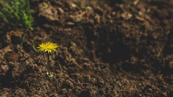  Will wildflowers grow in poor soil?
