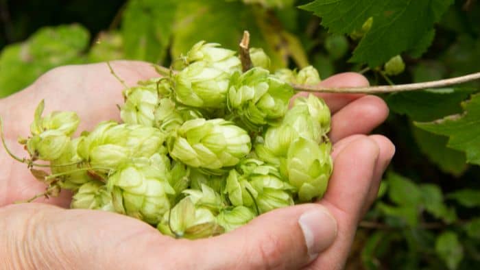  best soil for growing hops