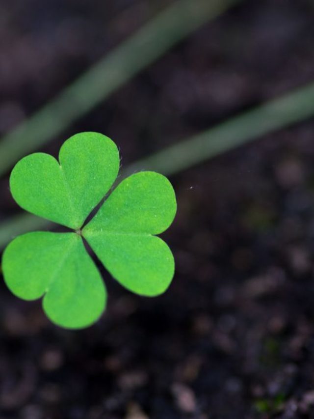 Best Clover For Poor Soil