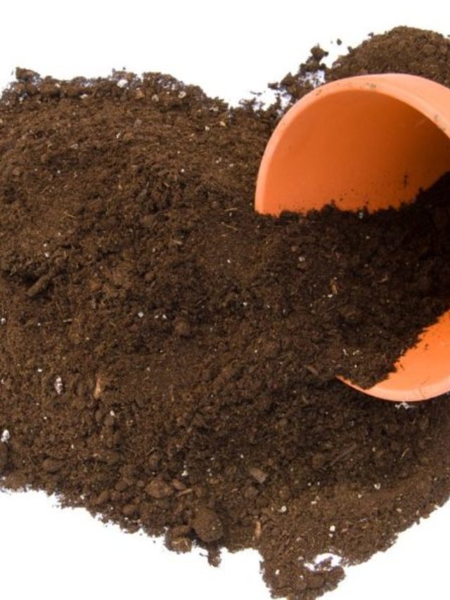 Best Organic Potting Soil For Herbs