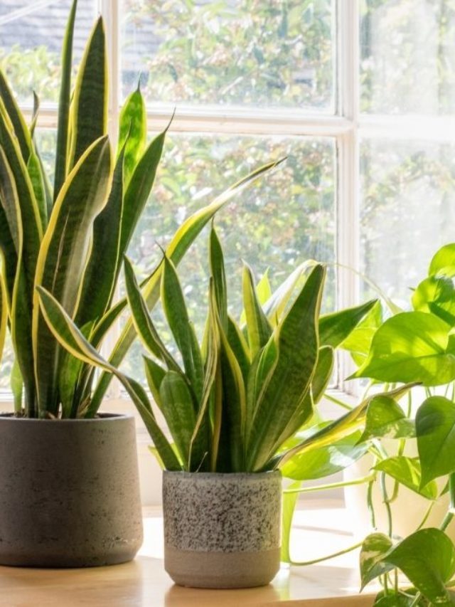 Don’t Make This Common Mistake While Potting Snake Plant