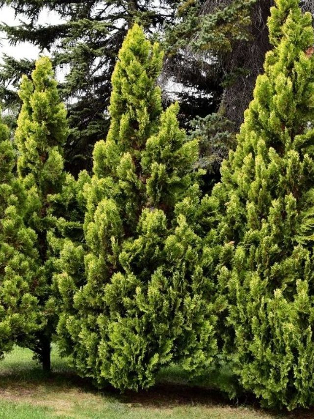 Best Soil For Arborvitae – Scotch Pine
