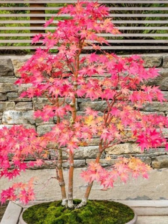 Best Soil For Japanese Maple Bonsai – A Comprehensive Guide