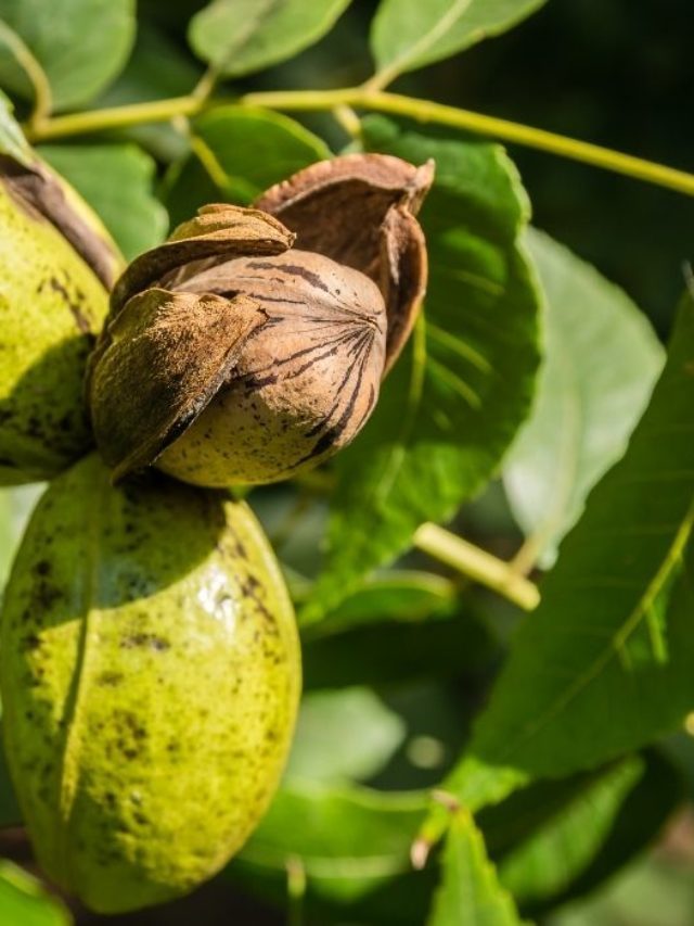 Best Soil For Pecan Trees